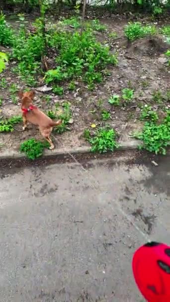 Pov Vista Andando Com Trela Pouco Bonito Chihuahua Cão Perspectiva — Vídeo de Stock
