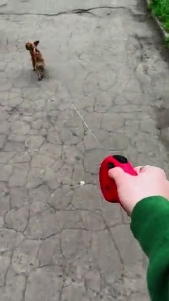 Pov Vue Marche Avec Laisse Peu Mignon Chihuahua Chien Personne — Video