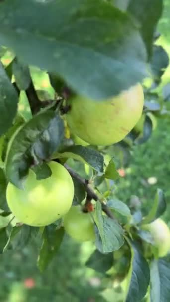 Gałąź Jabłkowa Owocami Bliska — Wideo stockowe