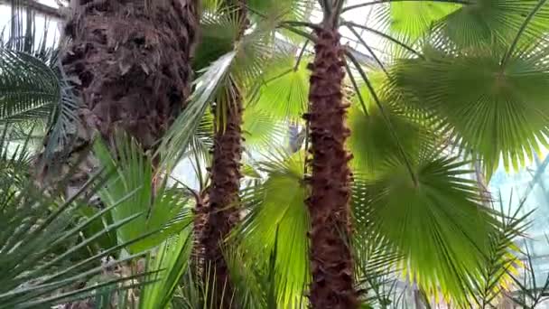 ココナッツの木は植物園を閉じる — ストック動画