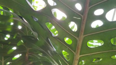 Yeşil bitki yaprağıyla ilerliyor. Yaklaş.