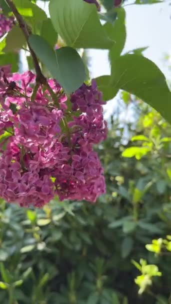 Çiçek Açan Leylak Yaz Mevsimini Kapatır — Stok video