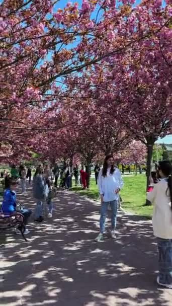 Lwów Ukraina Maja 2023 Ludzie Spacerujący Aleją Kwitnącym Różowym Drzewem — Wideo stockowe