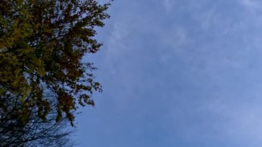 sonbahar ağaçlarının uzay görünümünü kopyala mavi gökyüzü boşluğunu kopyala