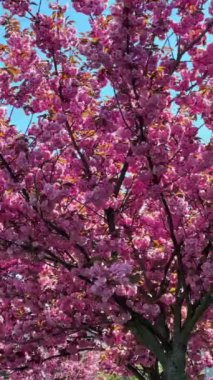 Çiçek açan pembe sakura ağacı bahar zamanı fotokopi alanı