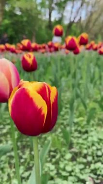 Yaz mevsimi laleli şehir parkı sahası