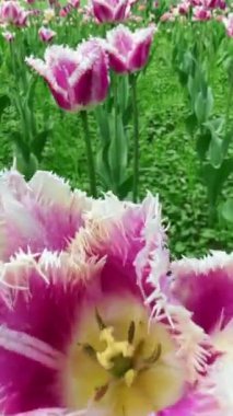 Yaz mevsimi laleli şehir parkı sahası