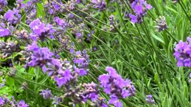 Lavanta çiçekleri yaz mevsiminde kapanıyor