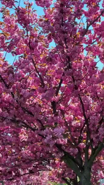 百花盛开的粉红色樱桃树春光复制空间 — 图库视频影像