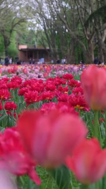 Pole Park Miejski Tulipanami Lato — Wideo stockowe