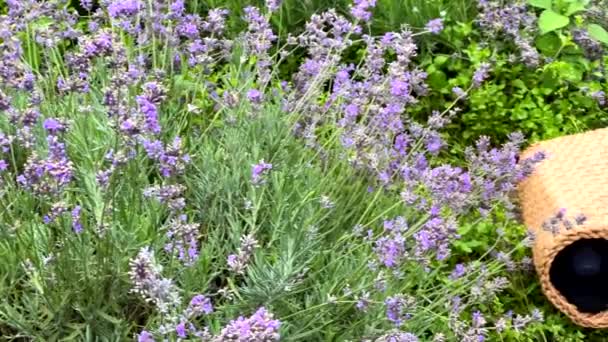 Bunga Lavender Menutup Musim Panas — Stok Video