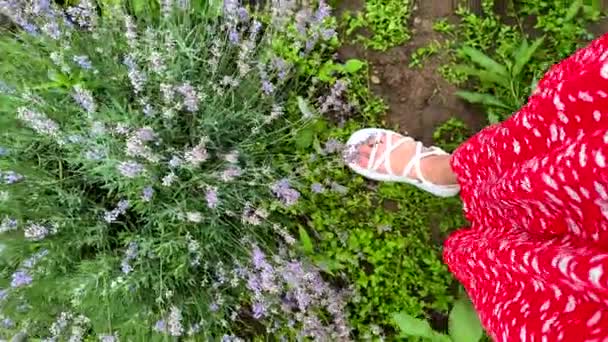 Женщина Рука Трогает Лавандовые Цветы Закрыть — стоковое видео