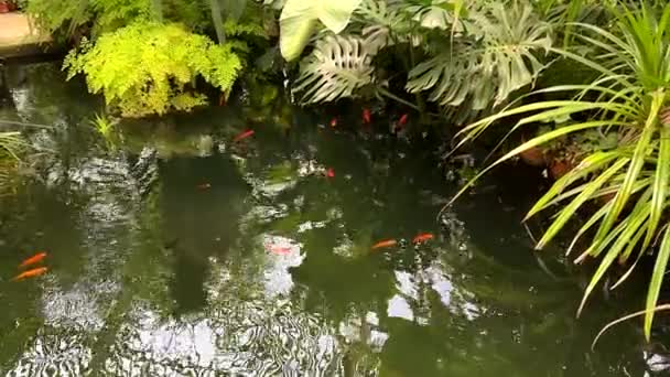 Золотые Рыбы Плавающие Ботаническом Саду Пруда — стоковое видео
