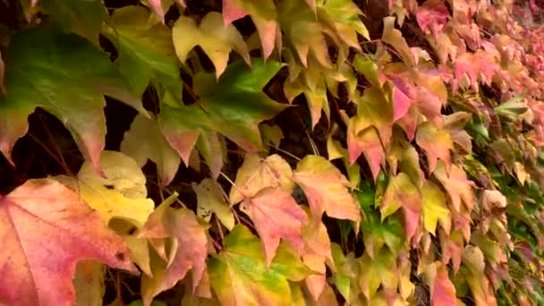 Sonbahar Sarmaşık Yaprakları Renkli Kapalı — Stok video
