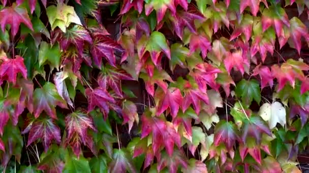 Sonbahar Sarmaşık Yaprakları Renkli Kapalı — Stok video