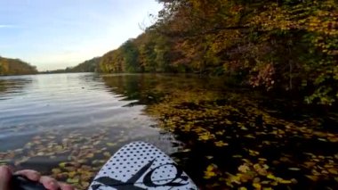 Pov supboarder manzarası sonbahar renkli yapraklarla kaplı göl kıyısında yüzüyor.