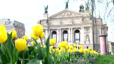 Sarı laleli tarihi opera binası.