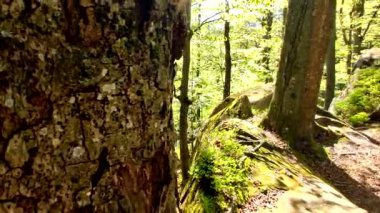 Ağaçlı ve Kayalıklı Güneş Işığı Ormanı Yolu