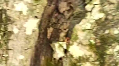 Güneşli bir ormanda yürüyen kişi Yürüyüş Konsepti