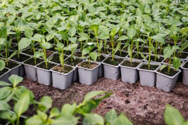 Biber tohumu. Seradaki saksıda sebze saksısı. Bitki yetiştirme yurdunda bahçe işleri.