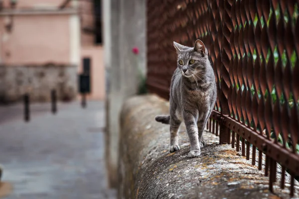 Cinza Gato Tabby Andando Parede Rua Soller Maiorca — Fotografia de Stock