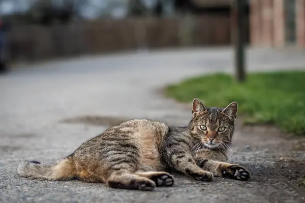 Tabby Katt Liggande Vägen Söt Tamkatt Från Landsbygden — Stockfoto