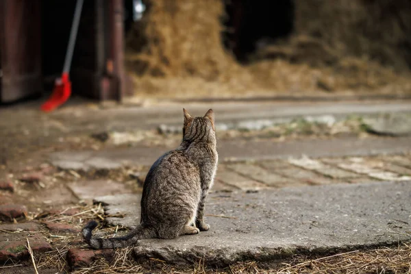 Gato Tabby Granja Animales Gato Doméstico Sentado Carretera — Foto de Stock