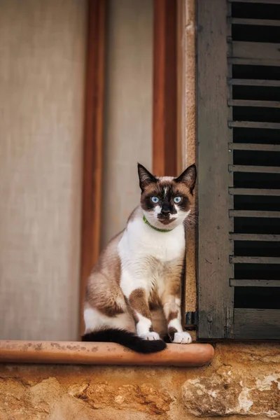 Γάτα Στο Παράθυρο Κοιτάζοντας Στο Δρόμο Σιαμαία Γάτα Μπλε Μάτια — Φωτογραφία Αρχείου