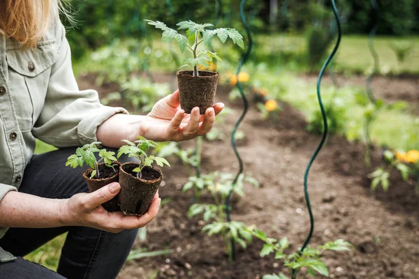 Bæredygtig Økologisk Havearbejde Køkkenhave Landbruger Der Holder Tomatplantemateriale Bionedbrydelig Tørvepotte - Stock-foto