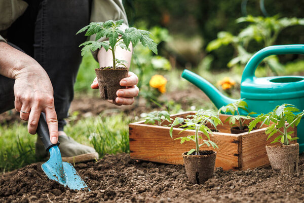 Farmer planting tomato seedling with biodegradable peat pot into soil at vegetable garden. Organic gardening
