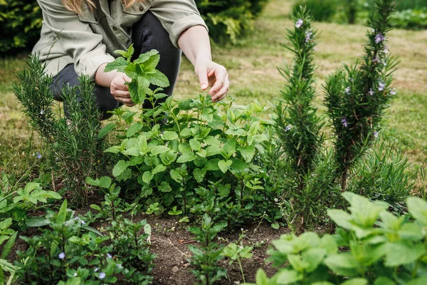 stock image Woman picking lemon balm leaves from organic herb garden. Green herbal plant