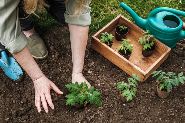 Frau Pflanzt Tomatensämling Mit Biologisch Abbaubarem Torftopf Die Erde Gemüsegarten — Stockfoto