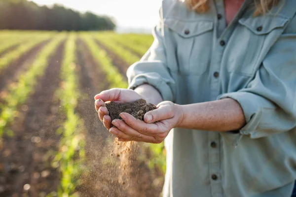 Agricultor Segurando Solo Seco Mãos Controle Qualidade Fertilidade Campo Milho — Fotografia de Stock