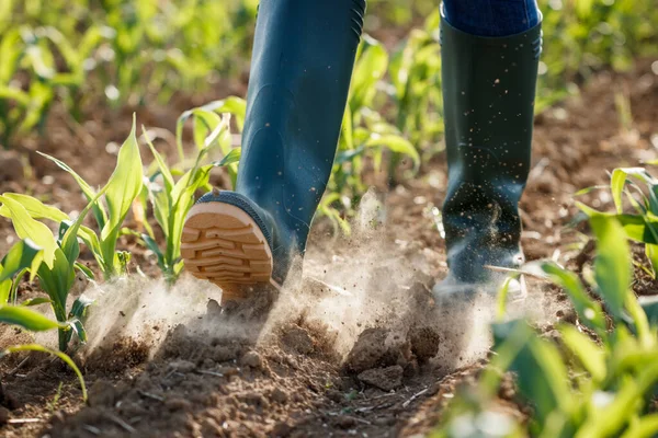 Bauer Mit Gummistiefeln Geht Durch Ein Trockenes Maisfeld Landwirtschaftliche Tätigkeit — Stockfoto