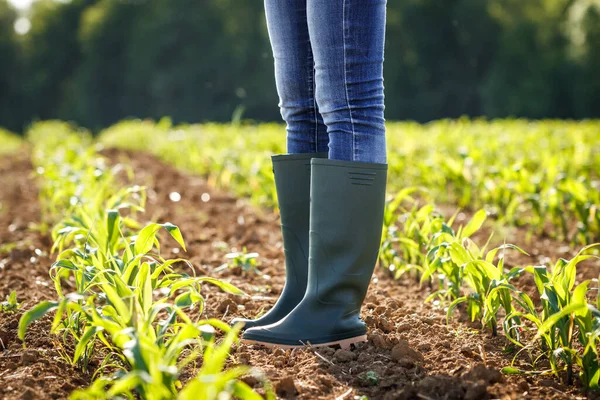 Rubber boot in corn field. Farmer standing at organic farm and inspecting growth of maize plant. Gardening and agricultural concept