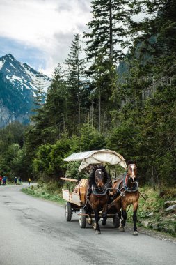 tourists near a horse-drawn carriage on a road in the mountains