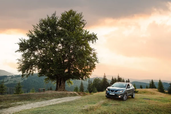 Gray Car Big Old Beech Tree Carpathians Mountains Sunset — Foto de Stock