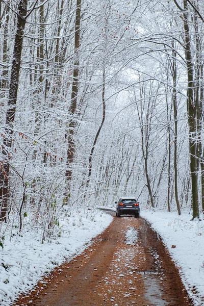 car drives along road in forest with snow-covered trees