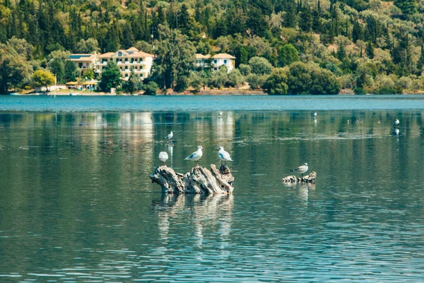 Lefkada adasında martı kuşları