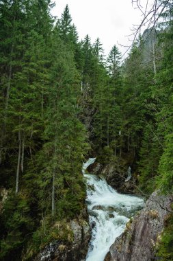 Ormandaki şelale. Polonya Ulusal Parkı
