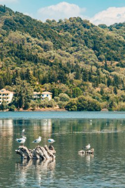 Lefkada adasında martı kuşları