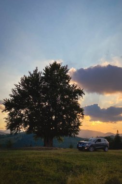 gray car near a big old beech tree in the carpathians mountains at sunset