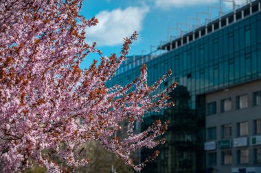 Arka planda güneşli bahar ofis binasında çiçek açan sakura ağacı.