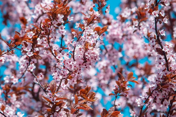 Kvetoucí Sakura Strom Slunné Jarní Den Kopírovat Prostor — Stock fotografie