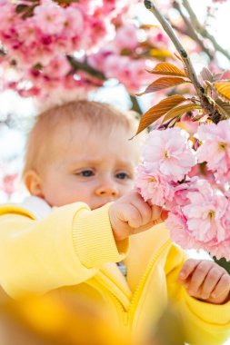 Çocuk kiraz çiçeklerinin nasıl açtığını keşfediyor.