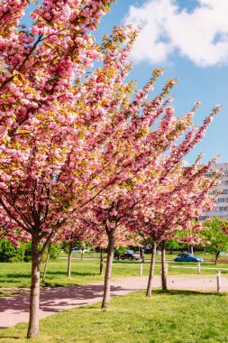 Ukrayna 'nın Lviv caddesinde çiçek açan sakura ağaçları