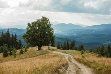 Large old beech tree with lush green leaves in Carpathian mountains in summer time. Landscape