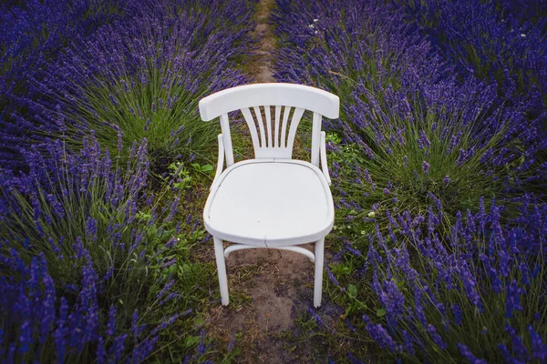 Field Lavender White Vintage Chair Stands Out Flowers — Stock Photo, Image