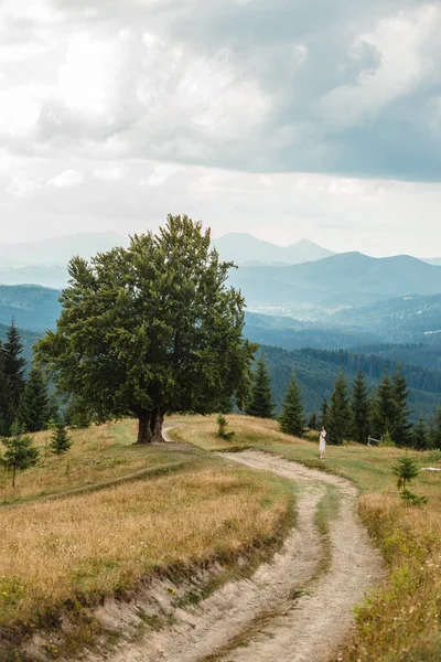 Man Large Old Beech Tree Lush Green Leaves Carpathian Mountains — стокове фото