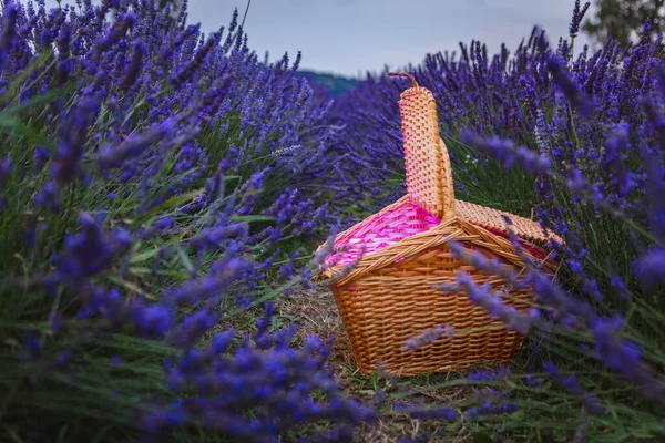 Lavender Field Surrounds Magic Basket — Stock Photo, Image